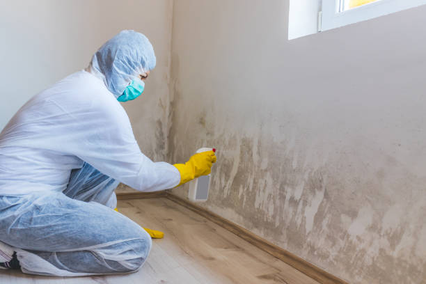 Black mold inspection in Kingston
